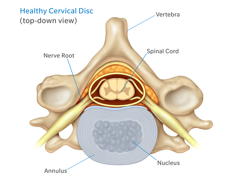 La struttura del disco intervertebrale